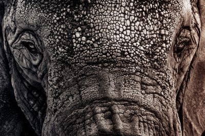 elephant1
