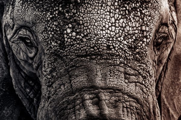 elephant1